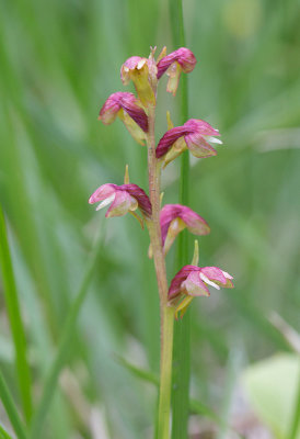 Grnkulla (Dactylorhiza viridis)