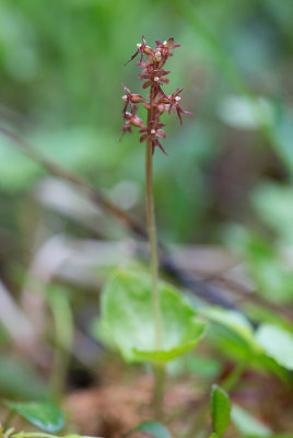 Spindelblomster (Listera cordata)	