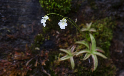 Fjllttrt (Pinguicula alpina)