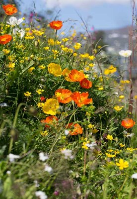 Sibirisk vallmo (Papaver croceum)	