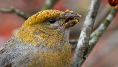 Pine Grosbeak (Pinicola enucleator)	