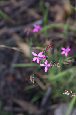 Knippnejlika (Dianthus armeria)