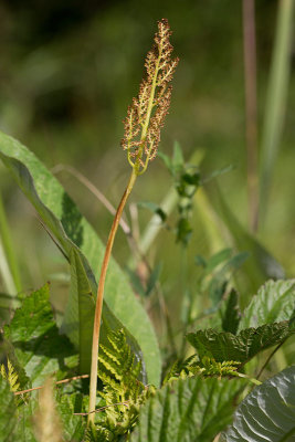 Stor lsbrken (Botrychium virginianum)	