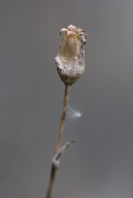 Polarblära (Silene involucrata ssp. tenella)