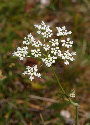 Bockrot (Pimpinella saxifraga)