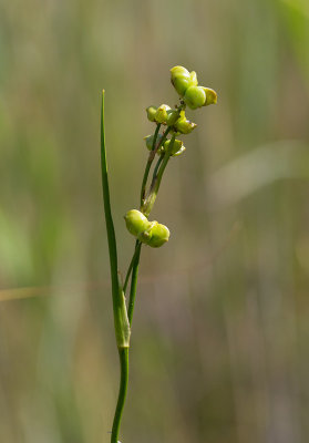 Kallgrs (Scheuchzeria palustris)