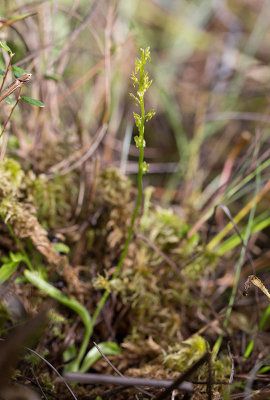 Myggblomster (Hammarbya paludosa)