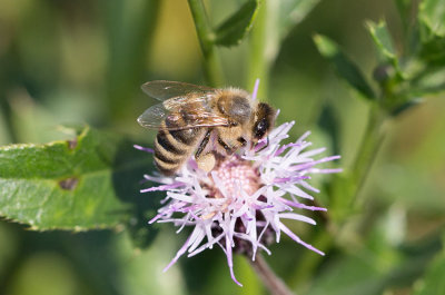 Honungsbi (Apis mellifera)