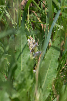 Rllikesnyltrot (Orobanche purpurea)