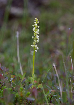 Fjllyxne (Pseudorchis straminea)