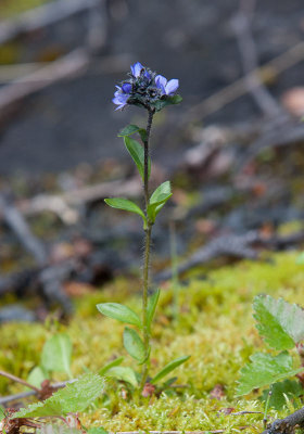 Fjllveronika (Veronica alpina)