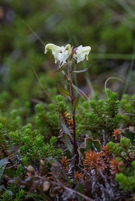 Lappspira (Pedicularis lapponica)