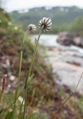Fjällblära (Silene wahlbergella)