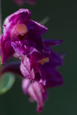 Purpurknipprot (Epipactis atrorubens)