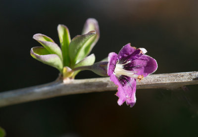 Bredbladigt bocktrne (Lycium chinense)