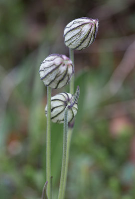 Fjllblra (Silene wahlbergella)