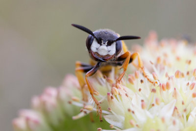 Bivarg (Philanthus triangulum)