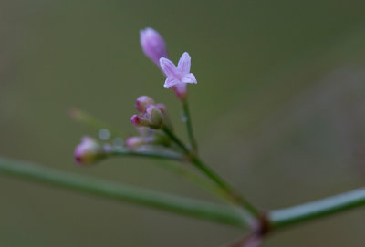 Rosenmåra (Asperula cynanchica)