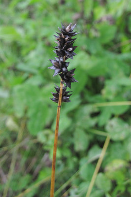 Mrk snrstarr (Carex muricata)