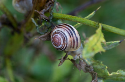 Trdgrdssncka (Cepaea hortensia)