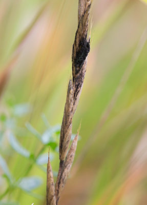 Mjöldryga (Claviceps purpurea)