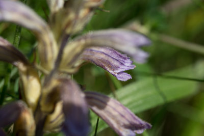 Rllikesnyltrot (Orobanche purpurea)