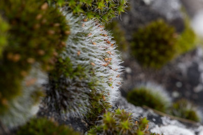 Hårgrimmia (Grimmia pulvinata)