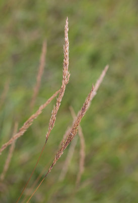 Piggrr (Calamagrostis varia)