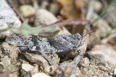 Blåvingad gräshoppa (Sphingonotus caerulans)
