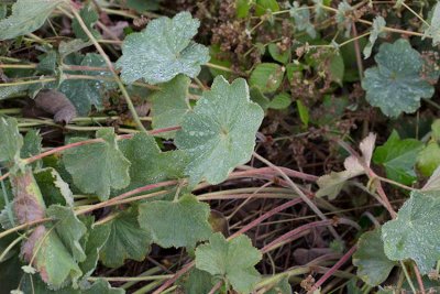 Jttedaggkpa (Alchemilla mollis)