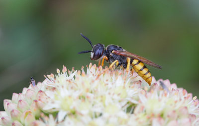 Bivarg (Philanthus triangulum)