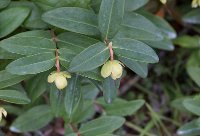 Prakthyperikum (Hypericum calycinum)