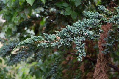 Himalaya-en (Juniperus squamata)