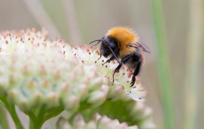 Gotlandshumla (Bombus pascuorum gotlandicus)