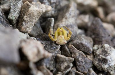 Kantig krabbspindel (Thomisus onustus)