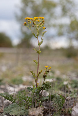 Knappstånds (Senecio jacobaea ssp. dunensis)