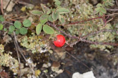 Hartsros (Rosa villosa ssp. mollis)