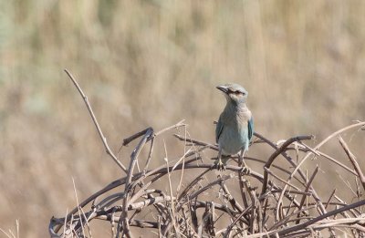 European Roller (Coracias garrulus)