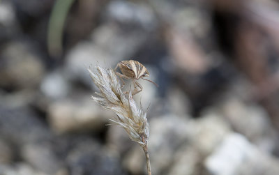 Mindre spetsnsa (Aelia acuminata)