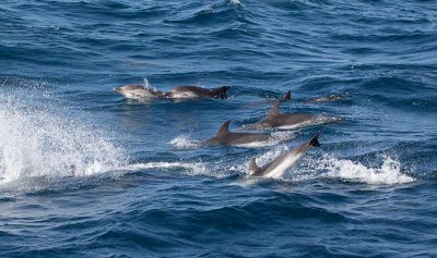 Strimmig delfin (Stenella coeruleoalba)