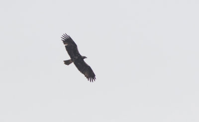 Spanish Imperial Eagle (Aquila adalberti)