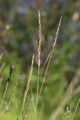 Madrr (Calamagrostis stricta)