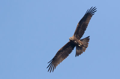 Black Kite (Milvus migrans)