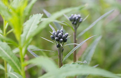 Fjllskra (Saussurea alpina)