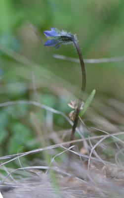 Fjllklocka (Campanula uniflora)