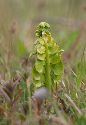 Mnlsbrken (Botrychium lunaria)	