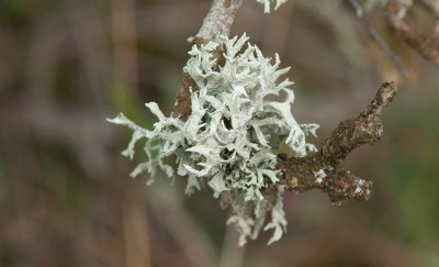 Slånlav (Evernia prunastri)