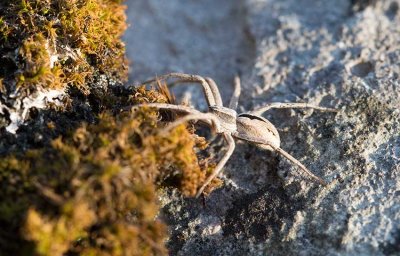 Lansettsnabblöpare (Thanatus formicinus)