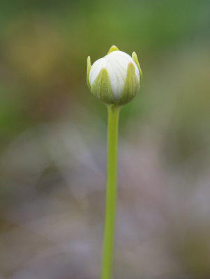 Sltterblomma (Parnassia palustris)