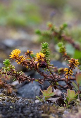 Nordkrkbr (Empetrum nigrum ssp. hermaphroditum)